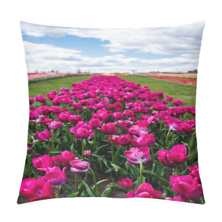 Personality  Selective Focus Of Colorful Purple Tulips In Field With Blue Sky And Clouds Pillow Covers