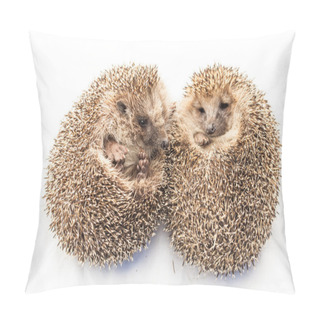 Personality  Cute Funny Hedgehogs Pillow Covers