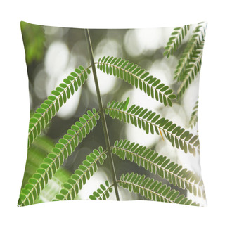 Personality  Close-up Shot Of Beautiful Fern Leaves On Blurred Background Pillow Covers