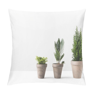 Personality  Beautiful Green Home Plants Growing In Pots On White Pillow Covers