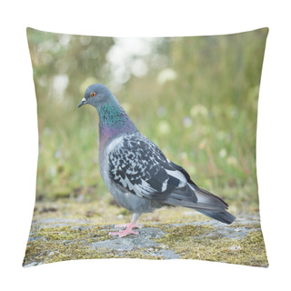 Personality  Common Wood Pigeon, Columba Palumbus Pillow Covers