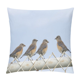 Personality  Four Female Easter Bluebirds (sialia Sialis) On A Chain Link Fen Pillow Covers
