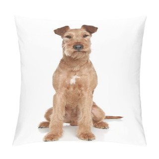 Personality  Irish Terrier Sits On A White Background Pillow Covers