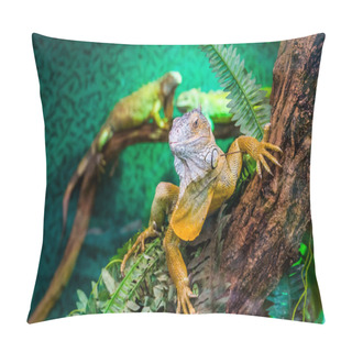 Personality  Beautiful Closeup Portrait Of A American Green Iguana In A Tree, Tropical Lizard Specie From America, Popular Exotic Pets Pillow Covers
