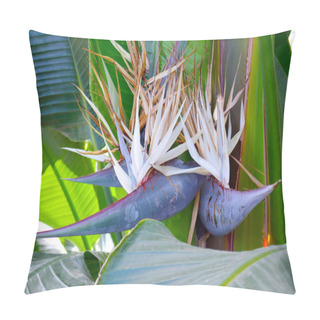 Personality  Tropical Leaves Foliage Plant Bush Floral Arrangement Nature Backdrop Background. Pillow Covers