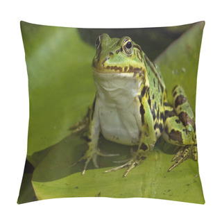 Personality  So Sitting Upright Is Quite Rarely Seen. Pillow Covers