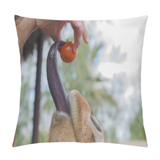 Personality  Giraffe Tongue Catching A Tomato. Pillow Covers