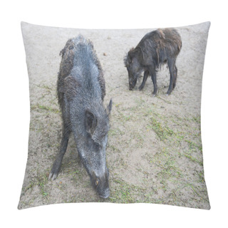 Personality  Two Boars Pillow Covers