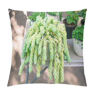 Personality  Sedum Morganianum (lamb's Tail, Burro's Tail, Horses Tail) In White Pot Hanging. Sedum Morganianum Is Popular And Easy-to-grow Succulent With Trailing Stems And Fleshy Blue-green Leaves. Basic Houseplant Pillow Covers