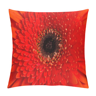 Personality  Orange Gerbera Daisies Closeup With Shallow Depth Of Field. Pillow Covers