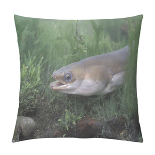Personality  Common Eel, Anguilla Anguilla Pillow Covers