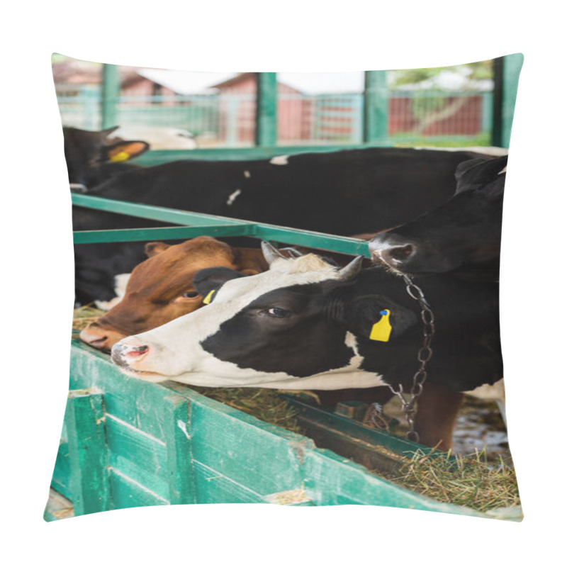Personality  Black And White Cow And Brown Calf Eating Hay From Manger In Cowshed Pillow Covers