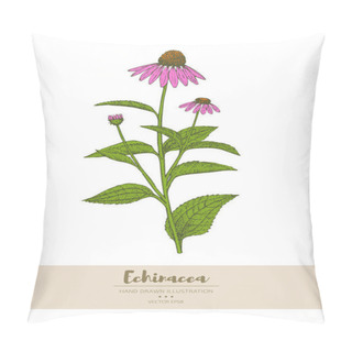 Personality  Echinacea Illustration. Pillow Covers
