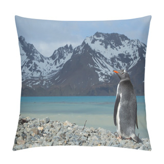 Personality  Gentoo Penguin Standing On The Rocky Beach Pillow Covers