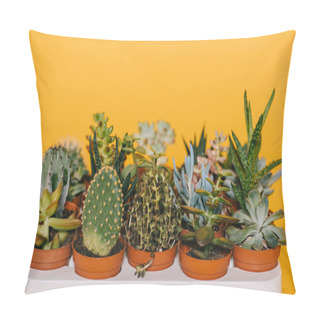 Personality  Close-up View Of Various Beautiful Green Succulents In Pots Isolated On Yellow Pillow Covers