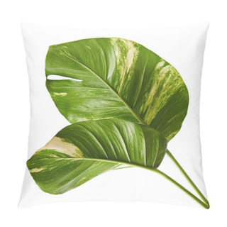 Personality  Devil's Ivy, Golden Pothos, Epipremnum Aureum, Heart Shaped Leaves Vine With Large Leaves Isolated On White Background, With Clipping Path Pillow Covers