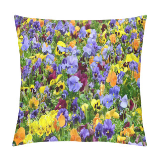 Personality  Multicolor Pansy Flowers Or Pansies As Background Or Card. Field Of Colorful Pansies With White Yellow And Violet Pansy Flowers On Flowerbed In Perspective. Pillow Covers