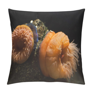 Personality  Beadlet Anemone (Actinia Equine). Pillow Covers