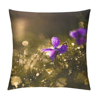 Personality  Purple Viola Wild Flowers In Sunset Pillow Covers