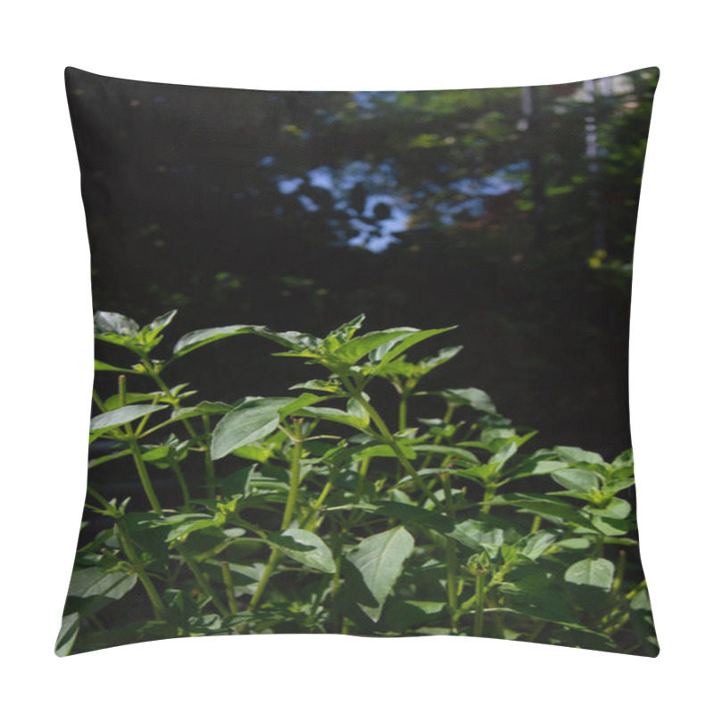 Personality  close up of basil plant leaves. Basil leaves contain many chemical compounds, including saponins, flavonoids, tannins and essential oils. pillow covers