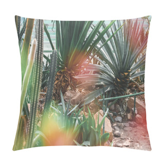 Personality  Succulents And Cactuses In Tropical Garden With Lens Flare Pillow Covers