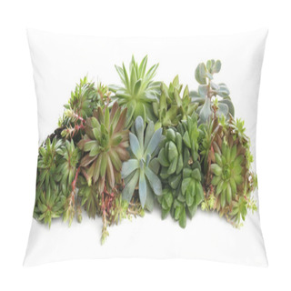 Personality  Many Different Echeverias Isolated On White. Succulent Plants Pillow Covers