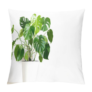 Personality  Monstera Deliciosa Or Swiss Cheese Plant In A White Flower Pot Stands On A White Pedestal On A White Background. Stylish And Minimalistic Urban Jungle Interior. Pillow Covers
