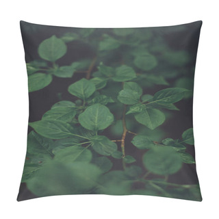 Personality  Natural Background From Plants,Green Nature Leaf Texture Pillow Covers