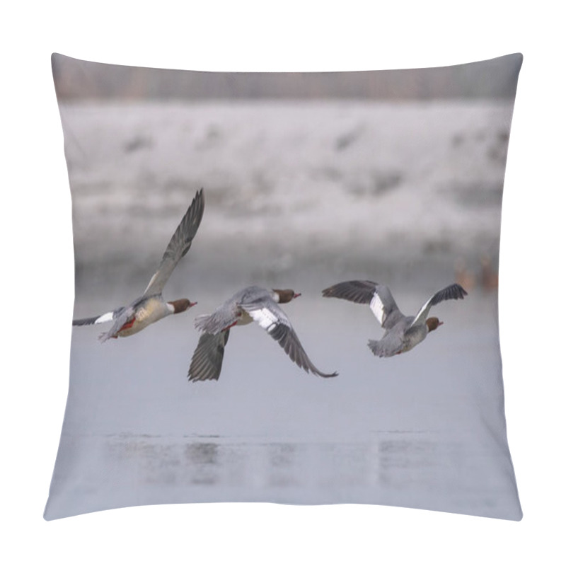Personality  Common Merganser Or Goosander (Mergus Merganser), A Large Seaduck, Observed In Gajoldaba In West Bengal, India Pillow Covers