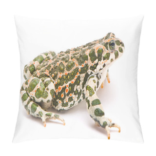 Personality  Bufo Viridis. Green Toad On White Background. Pillow Covers