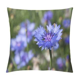 Personality  Cornflower Centaurea Cyanus Pillow Covers