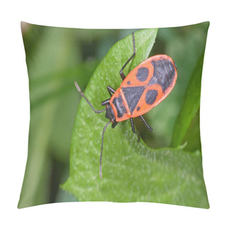 Personality  Firebug Pillow Covers