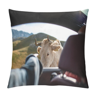 Personality  Petting White Cow From The Car Window. Lonely White Cow By The Serpentine Road On Top Of Durmitor Mountain. Pillow Covers