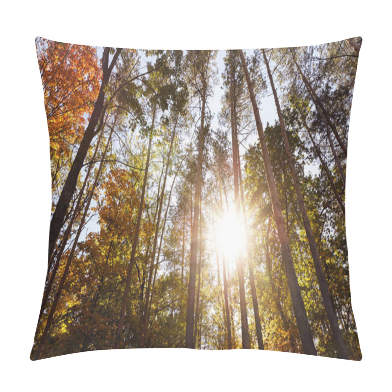 Personality  sun, trees with yellow and green leaves in autumnal park at day  pillow covers