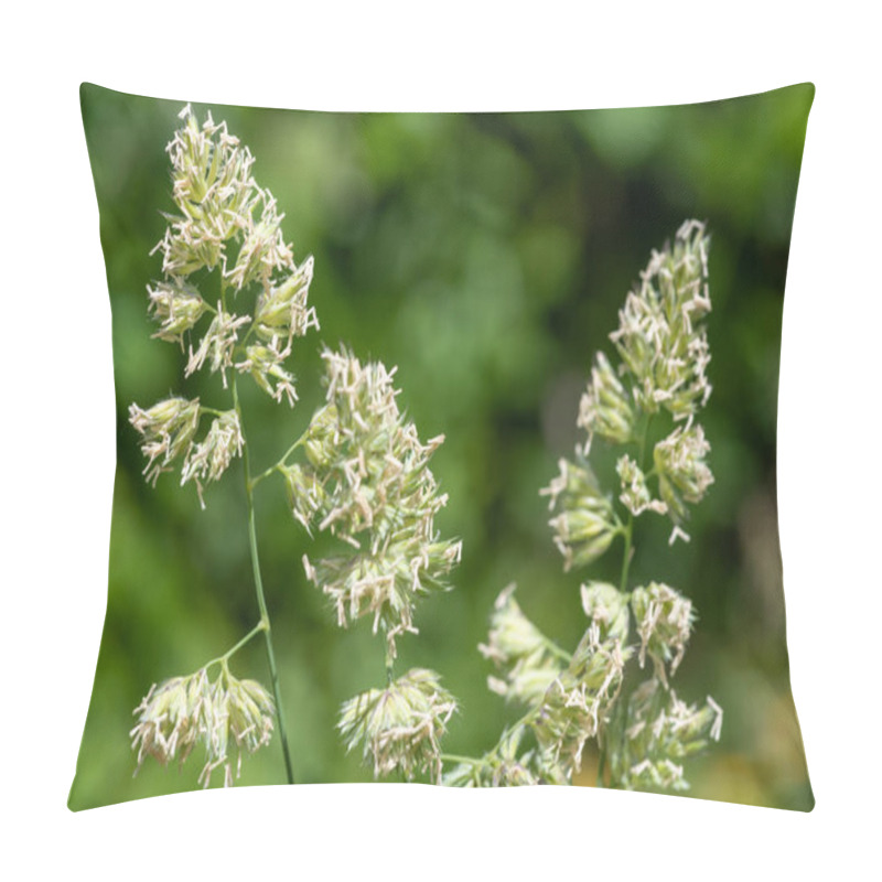 Personality  Close up of seeds and pollen on a cat grass (dactylis glomerata) plant pillow covers