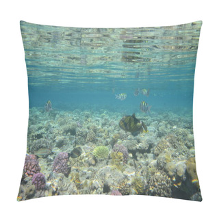 Personality  Underwater View Of The Coral Reef. Life In The Ocean. School Of Fish. Coral Reef And Tropical Fish In The Red Sea, Egypt. World Ocean Wildlife Landscape. Pillow Covers