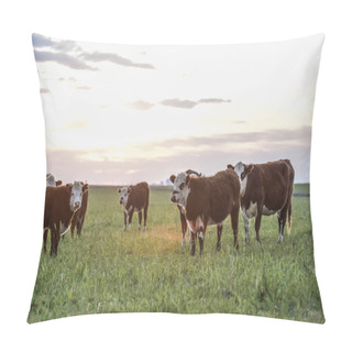 Personality  Cattle In Pampas Landscape At Dusk, Patagonia, Argentina Pillow Covers