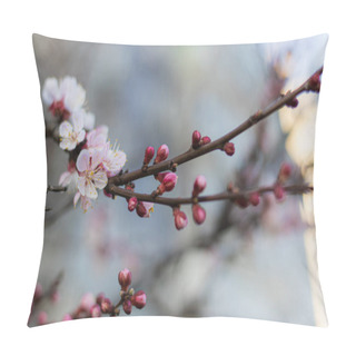 Personality  Tender Pink Blossoms On Blooming Apricot Tree In The Spring Time Pillow Covers