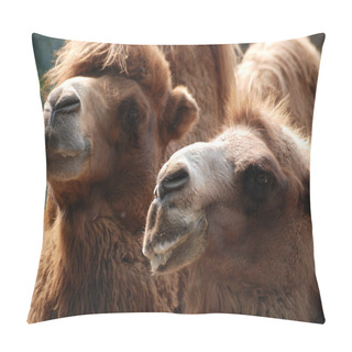 Personality  Animal Camel Portrait Pillow Covers