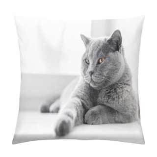 Personality  Noble Proud Cat  Pillow Covers