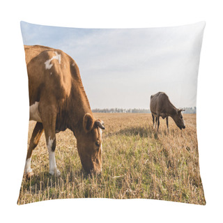 Personality  Bulls Standing On Lawn And Eating Grass Against Cloudy Sky  Pillow Covers