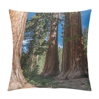 Personality  Bachelor And Three Graces (Giant Sequoias) In Yosemite National Park Pillow Covers