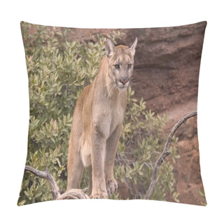 Personality  Puma In Nature Pillow Covers