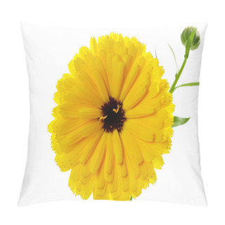 Personality  Pot Marigold, Blossom, White Background Pillow Covers