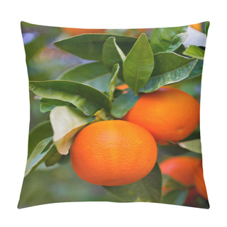 Personality  Ripe Oranges On A Tree Pillow Covers