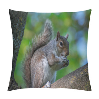 Personality  Squirrel  In The Park On Sunny Day Pillow Covers