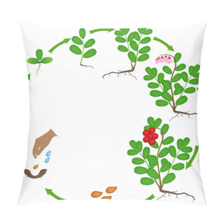 Personality  Life Cycle Of A Cowberry Plant On A White Background. Pillow Covers