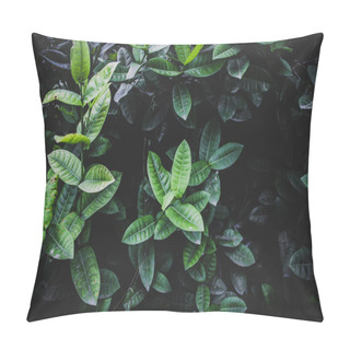 Personality  Green Leaves In The Tropical Rain Forest In Thailand Pillow Covers