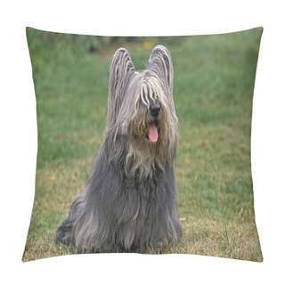 Personality  Skye Terrier Sitting On Grass   Pillow Covers