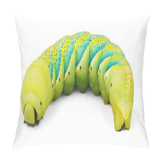 Personality  Close Up Of The Caterpillar Pillow Covers